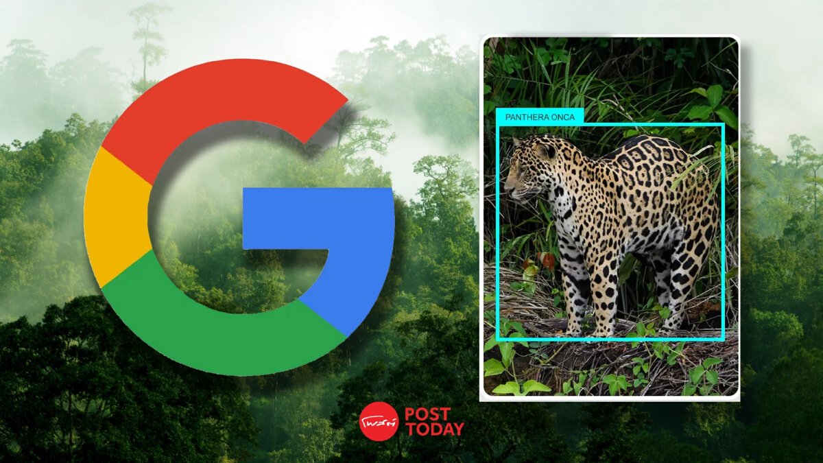 Google Open-Sources SpeciesNet: AI to Help Researchers Identify Wildlife from Camera Trap Photos